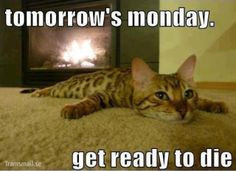sunday more meow bengal cat rugs life funny stuff crazy cat funny ...