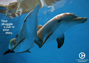 Winter dolphin