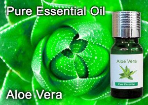 Aloe Vera Essential Oils - Essential Oils Malaysia