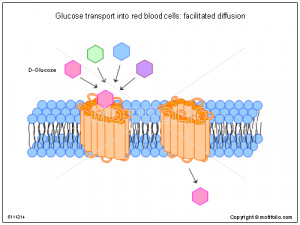Red Blood Cell Glucose