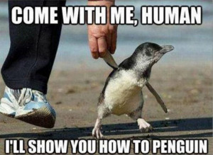 30 Funny animal captions - part 13 (30 pics), animal pictures with ...