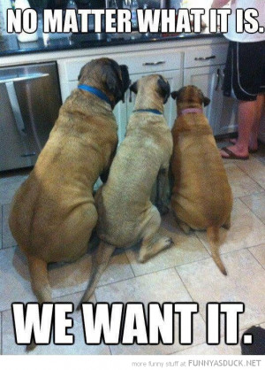 dogs animals waiting food kitchen no matter what we want funny pics ...