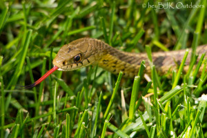 snake-in-the-grass-2-10.jpg