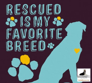 Rescue is my favourite breed! socalrescue.org