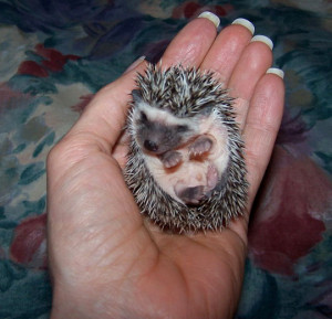 funny cute hedgehog waving hand