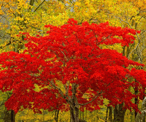 Bamboo Trees Wallpapers