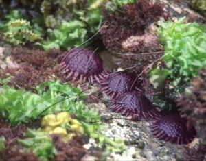 hawaii sea urchins