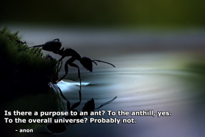 there a purpose to an ant? motivational inspirational love life quotes ...