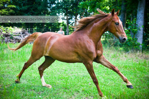 Chestnut Saddlebred Venomxbaby