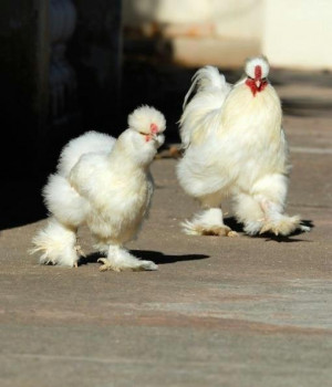 White type of funny animal chickens couple