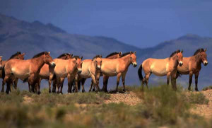 are seen at the Takhin Us National Park in south-west part of Mongolia ...