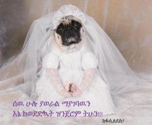 Ethiopian Funny Pictures Facebook http://www.addiszefen.com/photos ...