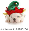 Bulldog Puppy Wearing Santa