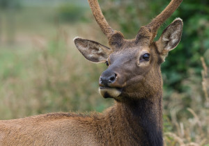 Roosevelt Elk on the Northcoast