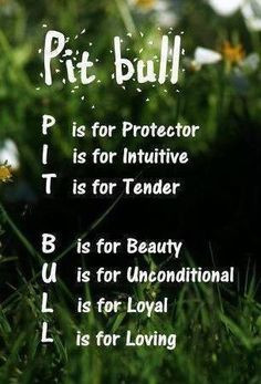 pit bull quote more pitti bullying friends pitbull so true american ...