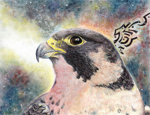 peregrine falcon painting source http pixels com featured peregrine ...