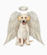 Dog angel