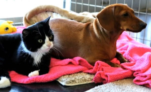 Related Pictures seriously wtf is she lol pictures