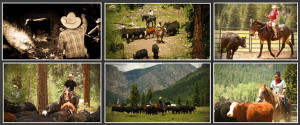 Dude Ranch Vacations Cattle