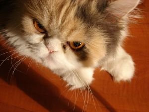 Are you having problems with an angry cat?