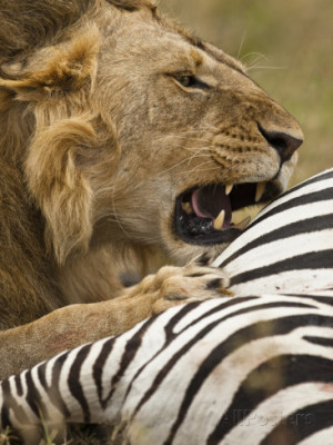 African Lion (Panthera Leo) with a Fresh Zebra Kill in the Masai Mara ...