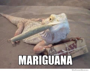 Funny Iguana Meme Marijuana iguana archive