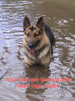 German Shepherd Dog...