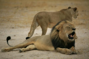 Zimbabwe's Mugabe rages against killing of Cecil the lion - Yahoo ...