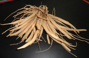 shatavari root asparagus racemosus roots