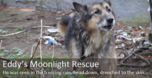 Daring Moonlight Dog Rescue Stories
