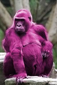 Live Grape Ape Image