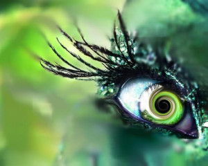 Green Fairy Eye; eye, Fairy, fairy eye, green fairy, green fairy eye