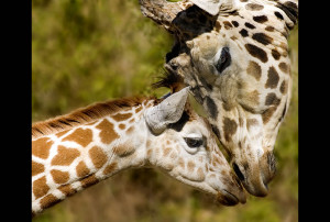 Mother’s Love: 40 Adorable Animal Mom and Baby Photos