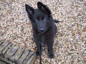 Dog Ready For Adoption German Shepherd Dog Medium Coat Named Patsy