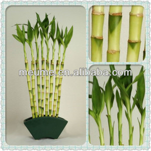 Aquatic_plants_Lucky_bamboo_wholesale_Lucky_bamboo.jpg