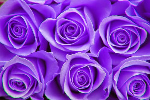 rose flower beautiful purple rose flower images awesome purple rose ...