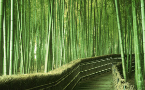 Comments Off on Bamboo Forest Travel