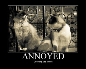 annoying-cats