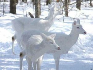 Beautiful Albino Deer....