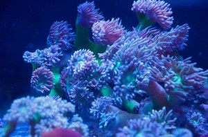 lps coral tank