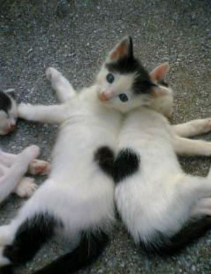 Deux chatons dont le pelage forme un coeur : trop chou !