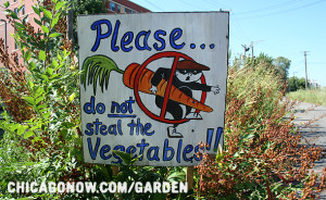 ... have been treating community gardens like personal food banks
