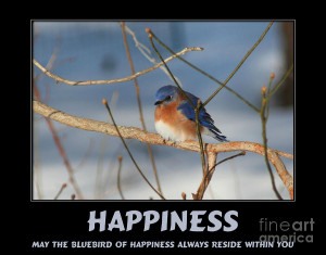 Bluebird Of Happiness Photograph