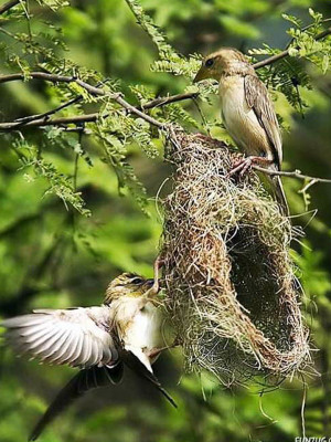 Friendship Quotes The Bird Nest William Blake