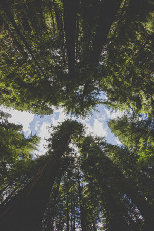 ... clouds, forest, nature, perfect, sky, stunning, trees, vintage, woods