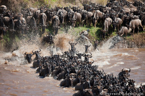 Mara Great Migration