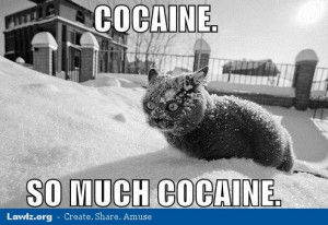 Why are cat memes so funny?