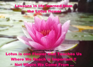 Lotus Lotus, Lotus Flower Quote And Lotus Quote