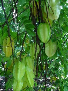 starfruit trees