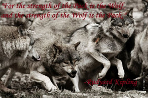 wolf Quotes And sayings